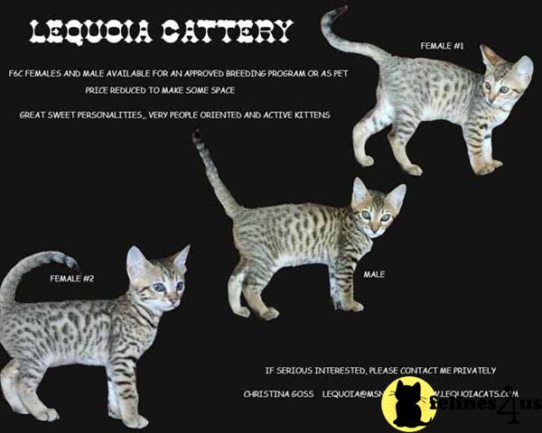 lequoiacats Picture 2